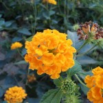 pic-iphone-3gs-full
