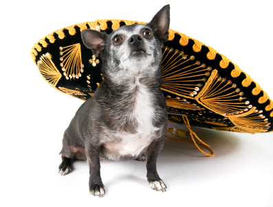 cinco-de-mayo-dog