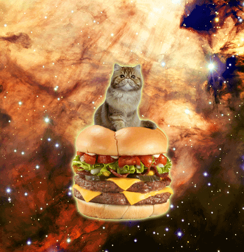 cat-hamburger