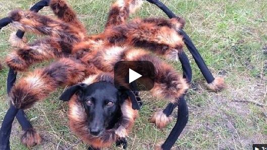 Mutant Giant Spider Dog