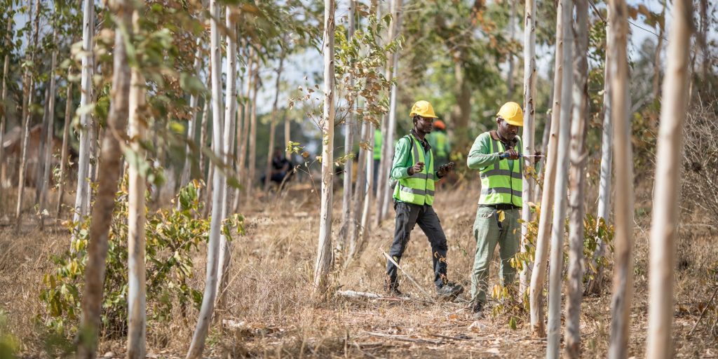 أبل تطلق صندوق استثماري بقيمة 200 مليون دولار لمشاريع ترميم الغابات