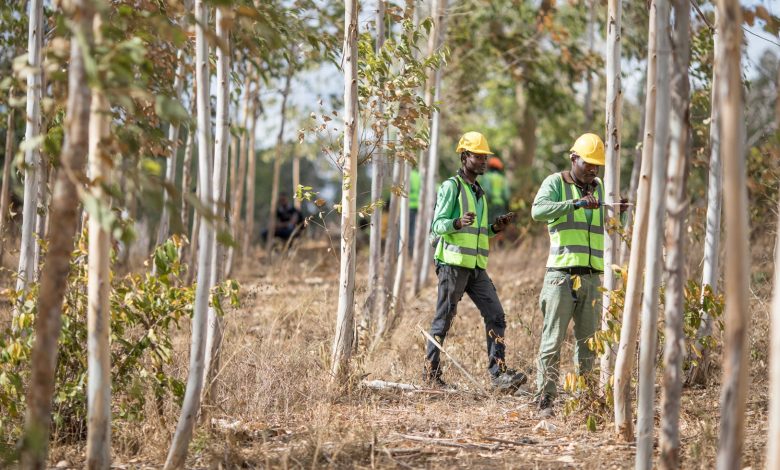 أبل تطلق صندوق استثماري بقيمة 200 مليون دولار لمشاريع ترميم الغابات
