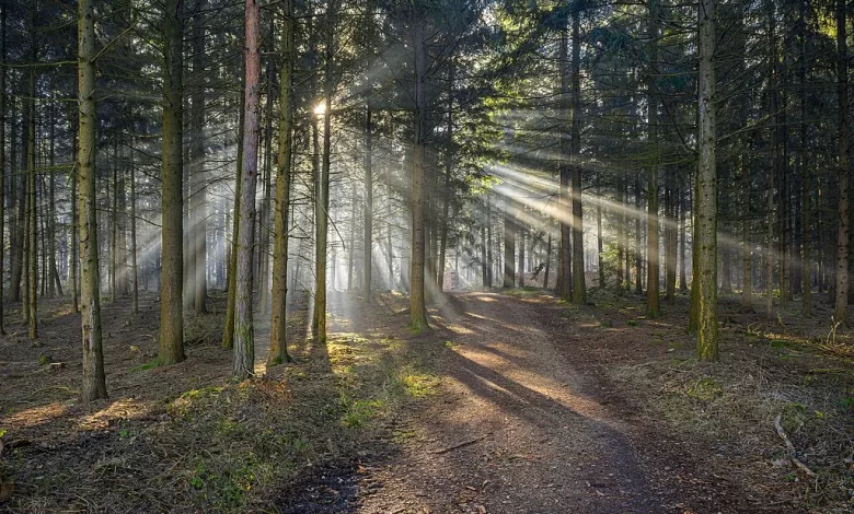 تراجع زوار ويكيبيديا بسبب الذكاء الاصطناعي ومحتوى الفيديو القصير